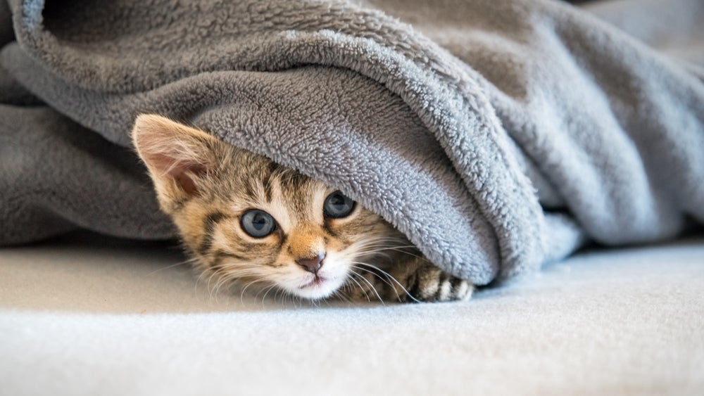 Gato rajado com frio enrolado em manta cinza