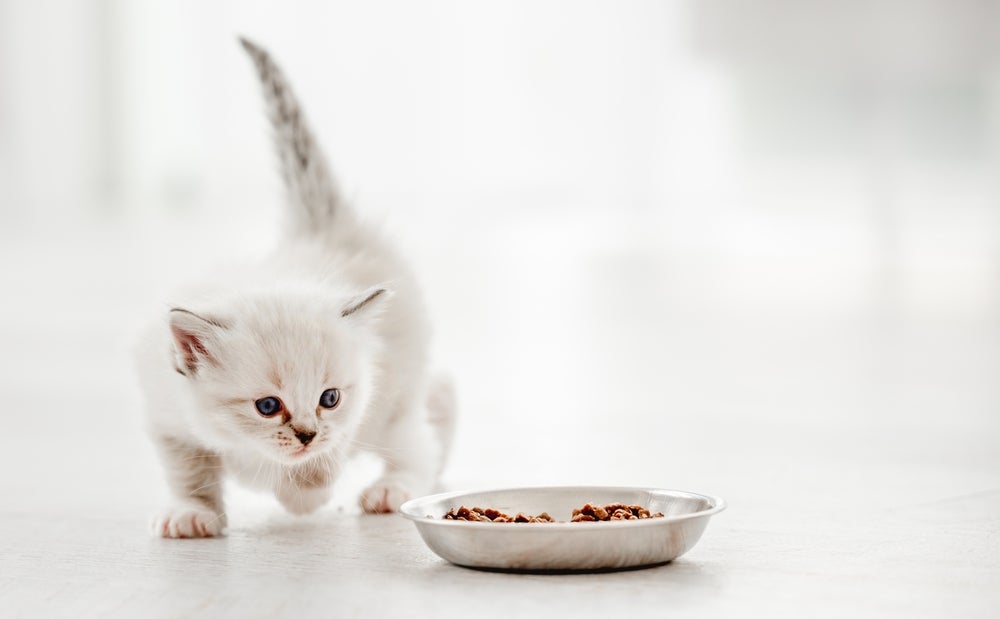 Gato filhote come muito andando em direção ao comedouro