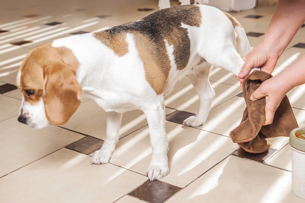 Cachorro Beagle depois de passear com o dono limpando suas patas com um pano