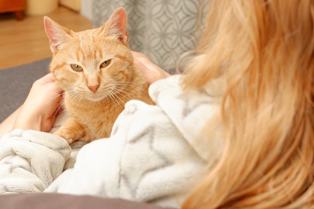 Gato laranja deitado no colo de mulher