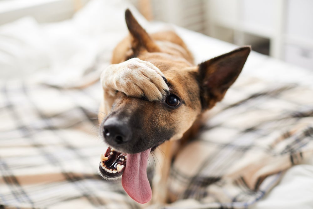 Cachorro caramelo feliz deitado em lençol xadrez com a pata na face e a língua de fora