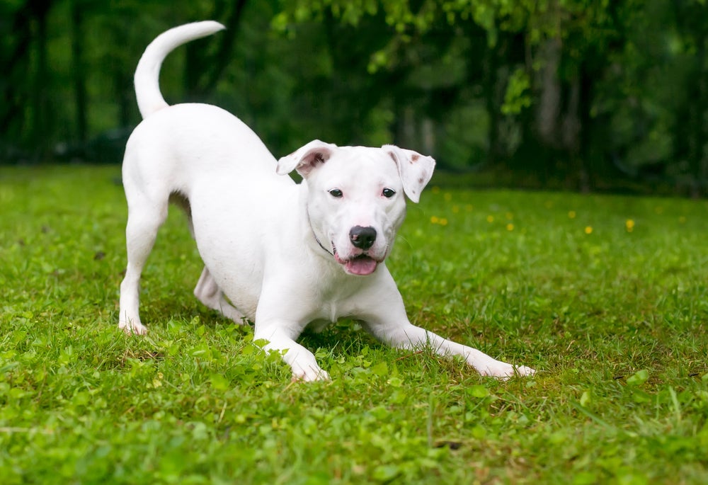Cachorro branco apoiado nas patas da frente em posição de chamando para brincar. Cachorro na grama