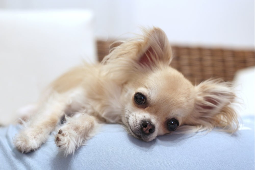 Cachorro Chihuahua na cor bege e branco deitado na cama