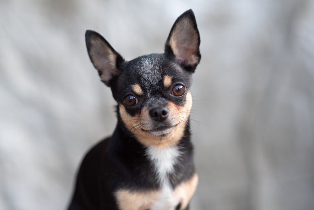 Mini Chihuahua preto com manchas brancas e douradas