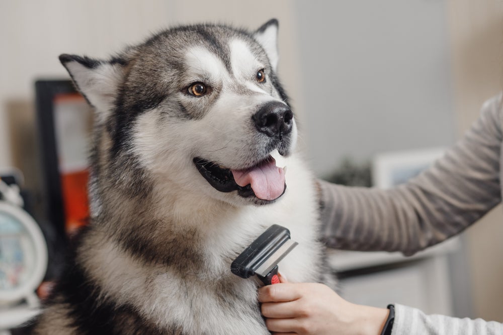 Husky Siberiano cinza de olhos castanhos sendo escovado