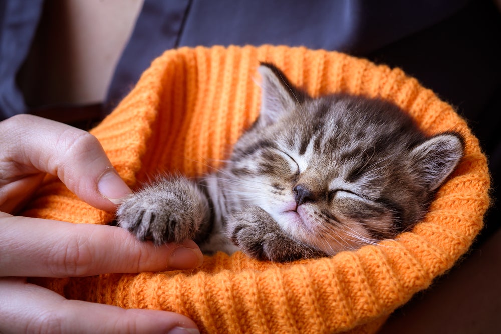 Filhote de gato recém-nascido dormindo com uma manta laranja em volta