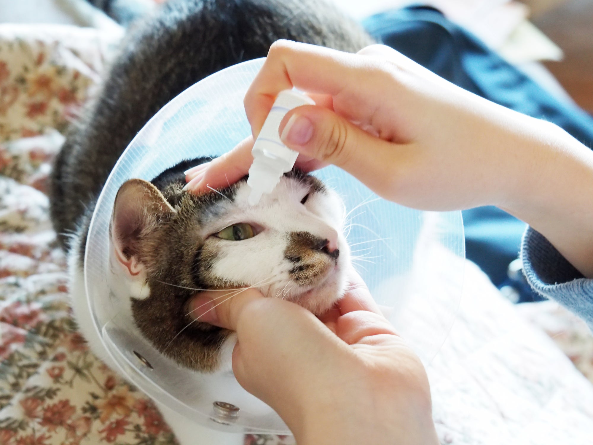 Alguém colocando colírio no olho de um gato com colar elizabetano