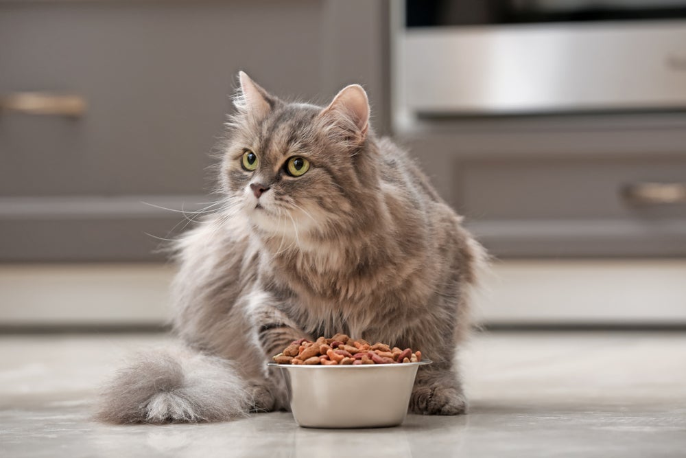 O consumo de ômega 3 para gatos é aliado da saúde renal dos bichanos