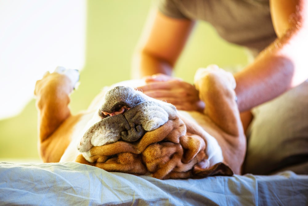 Cachorro Bulldog Inglês deitado em lençol branco de barriga para cima e recebendo carinho na região.