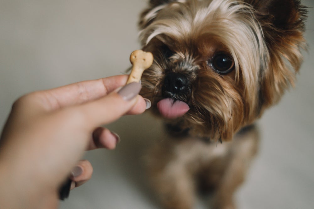 Os petiscos para cachorro podem ter diferentes formatos e sabores