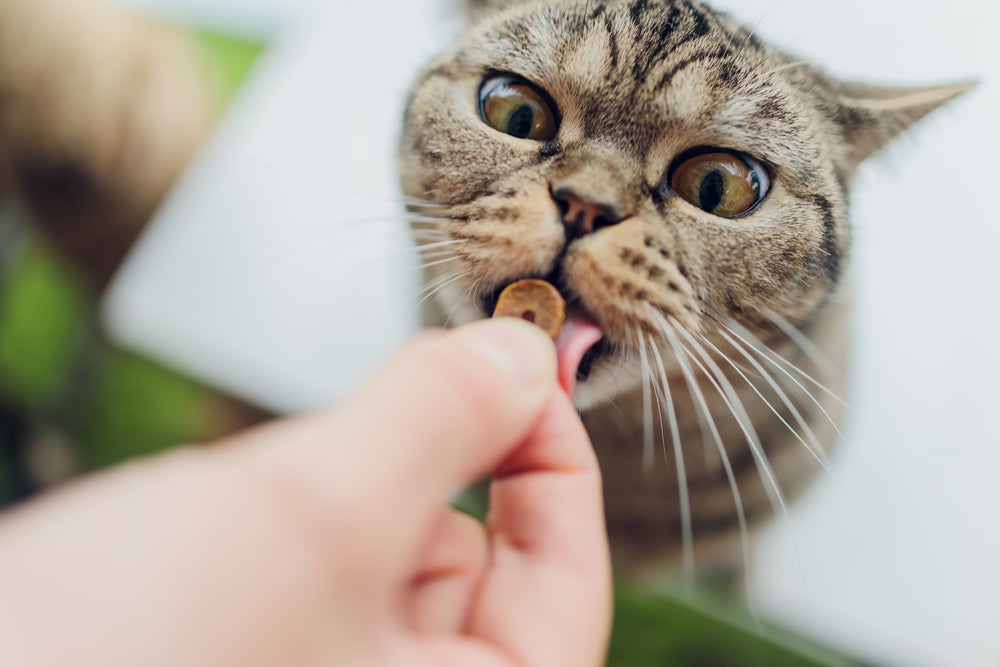 gato comendo petisco 
