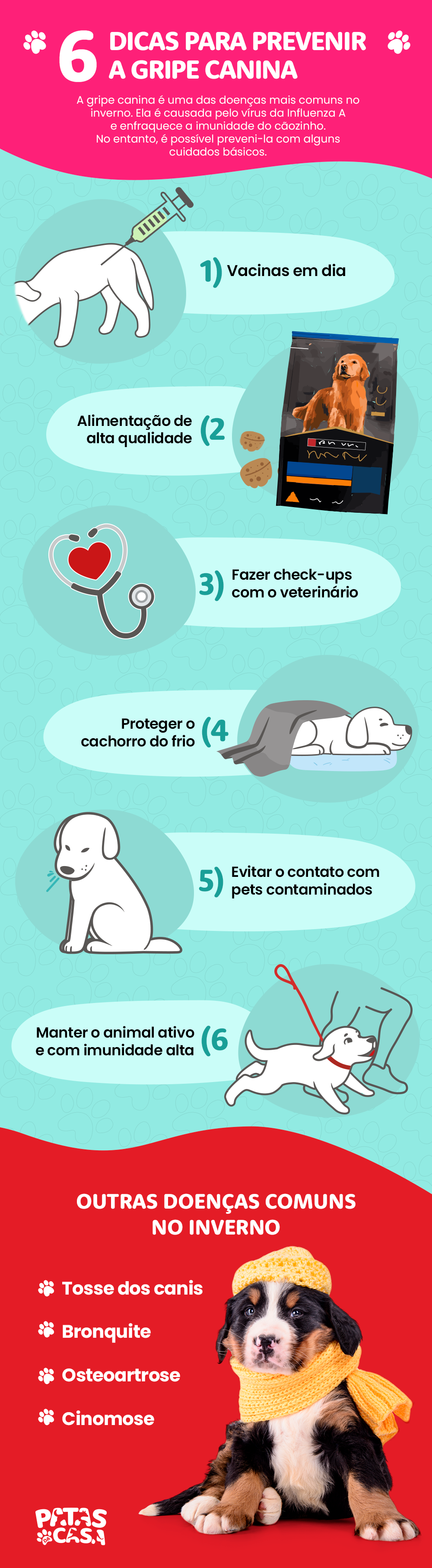 Bloco informativo mostrando seis dicas de como prevenir a gripe canina