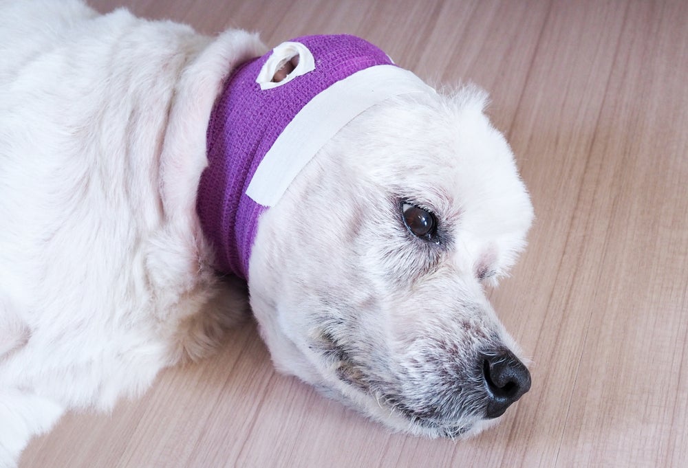 Protetor auricular para cachorro ajuda nos cuidados do cachorro durante a queima de fogos