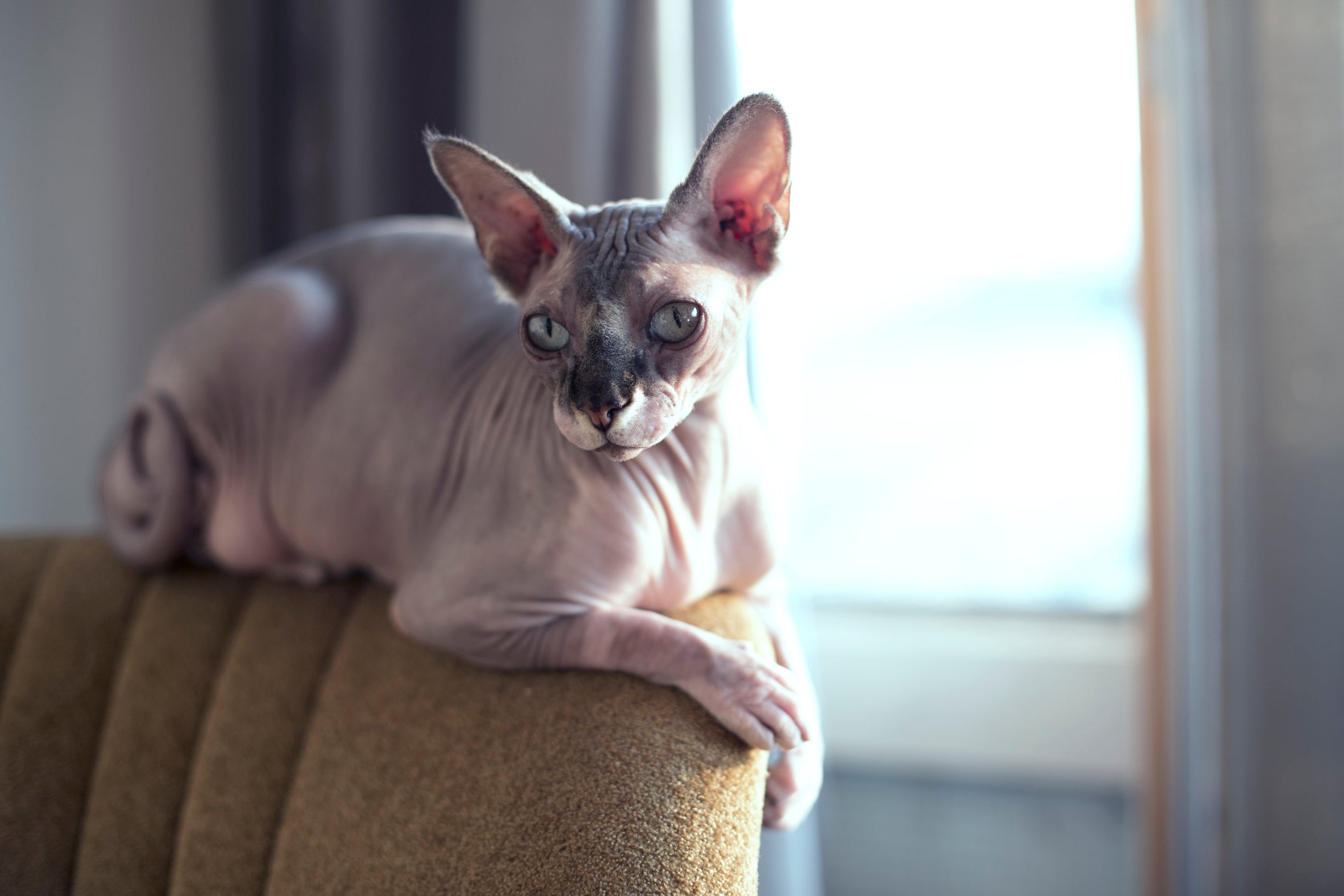 Gato Sphynx sentado em cima de um sofá