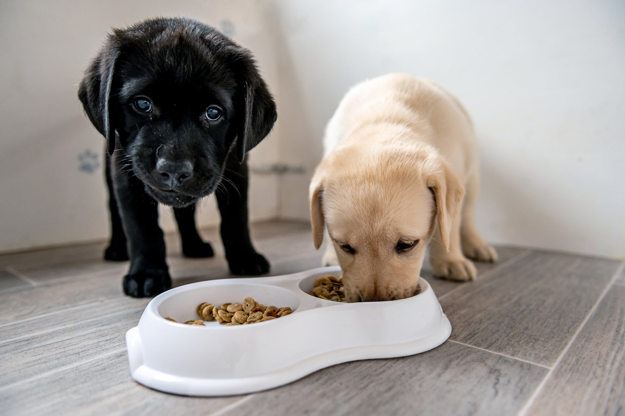 Ração premium ou ração super premium sendo oferecida à dois filhotes de cachorro