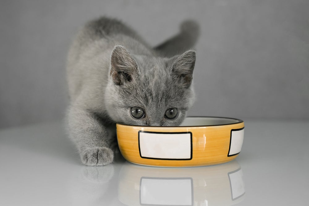Gato cinza comendo em um potinho apoiado no chão