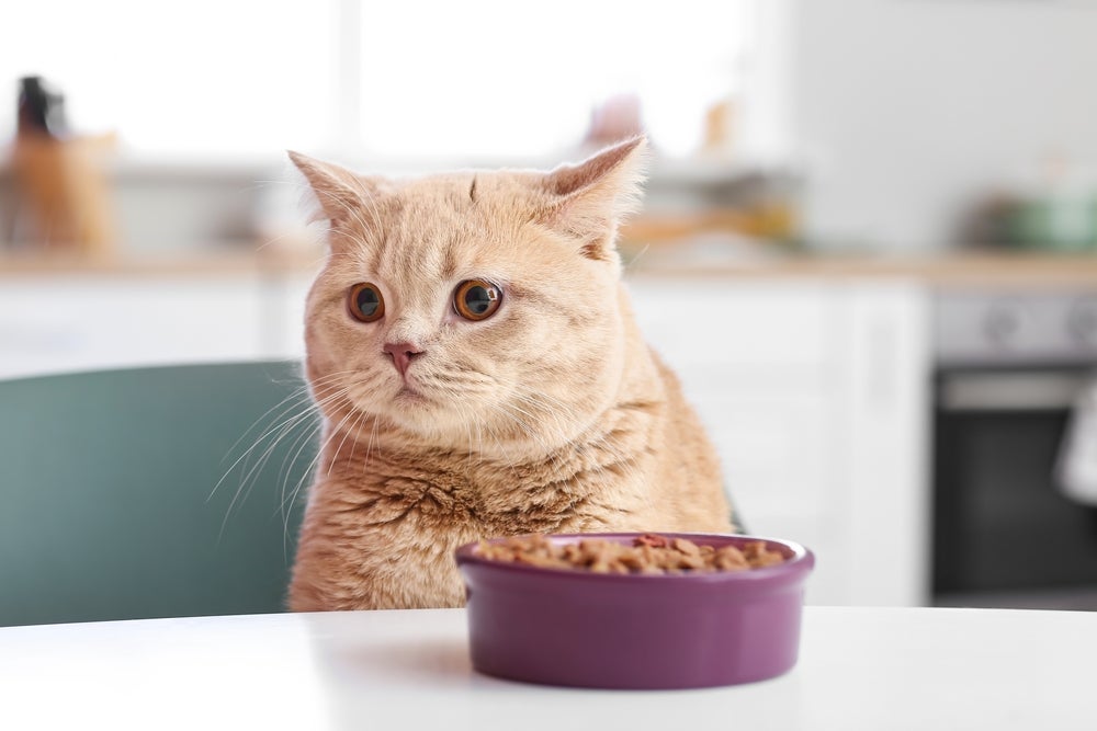 Gato laranja comendo sachê em comedouro roxo