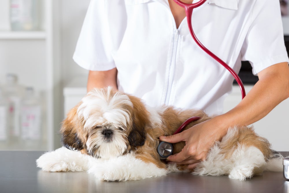 Shih tzu se coçando muito sendo avaliado por veterinário