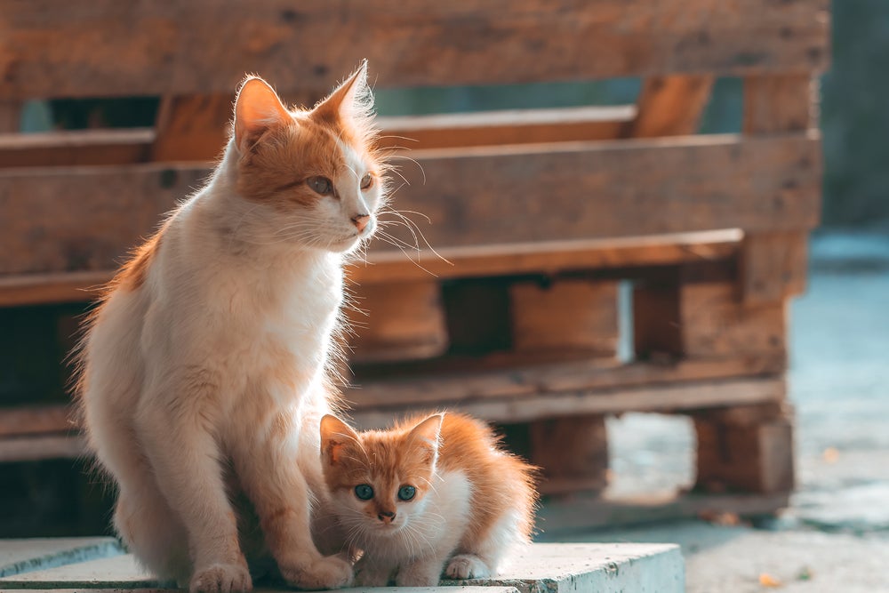gatinha e seu filhote