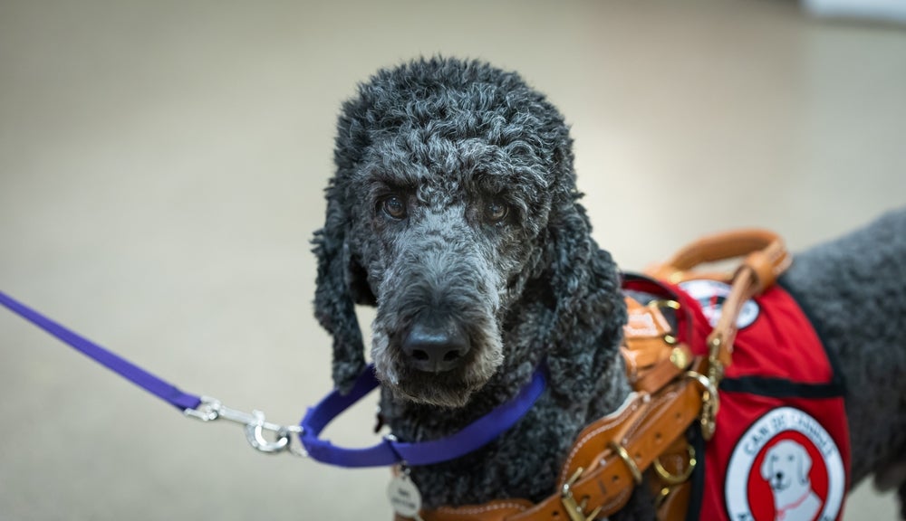 cão de suporte emocional usando colete