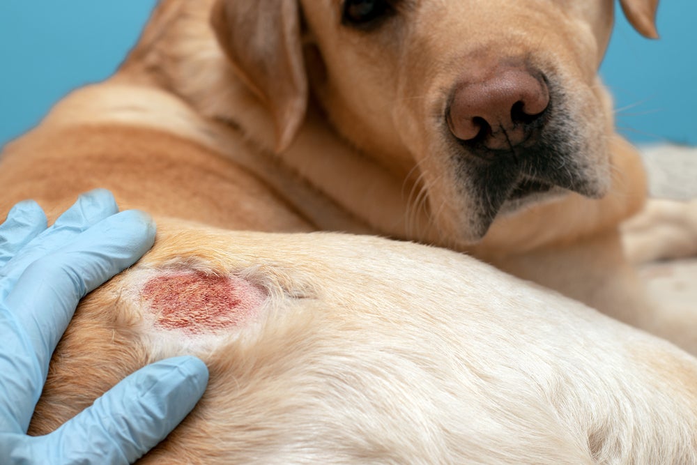 Cachorro com leishmaniose canina com uma ferida vermelha no corpo que não cicatriza