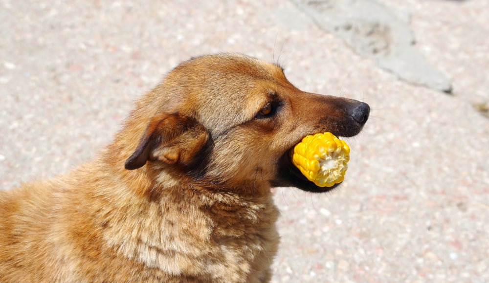 Oferecer espiga de milho para cachorro pode ser perigoso. É melhor evitar!