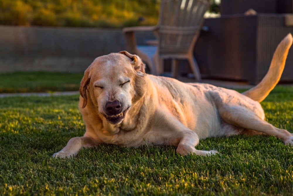 A inalação em cachorro com o uso do nebulizador é indicado no tratamento de doenças respiratórias