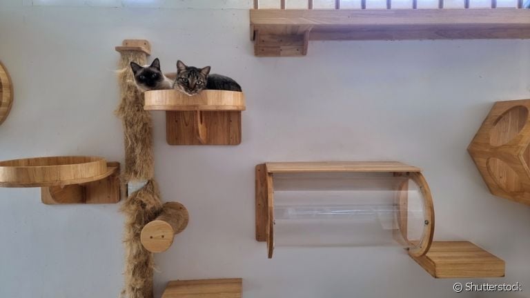 zoo trabajo válvula Por que o enriquecimento ambiental para gatos é tão importante?