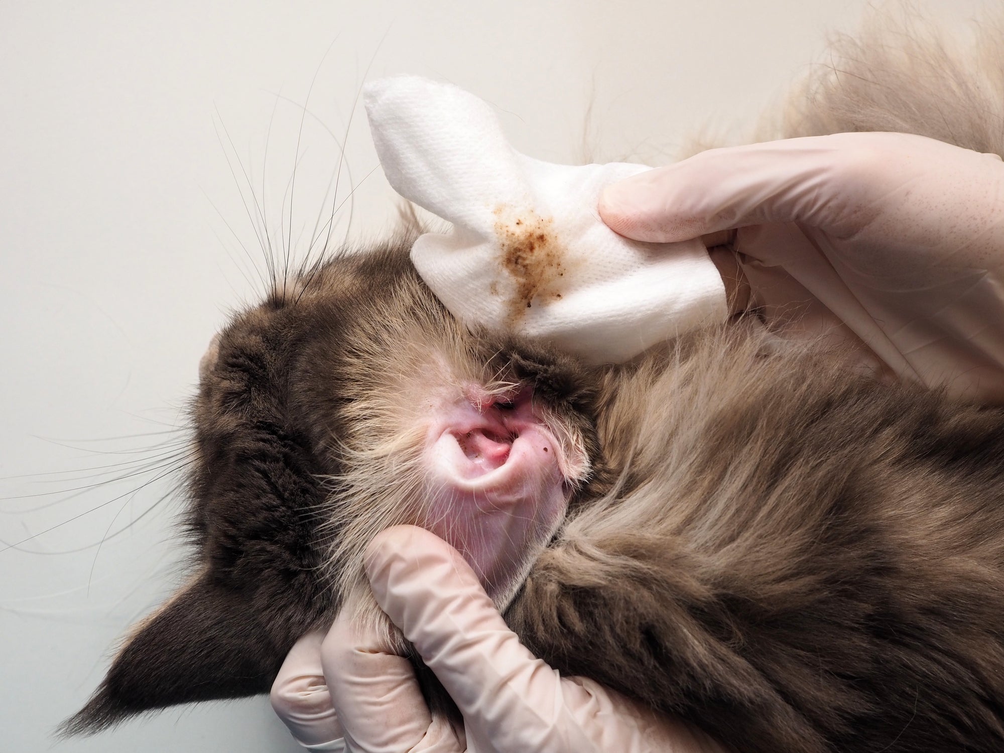 Otite felina: manter a orelha limpa dos gatos é uma forma de prevenção 