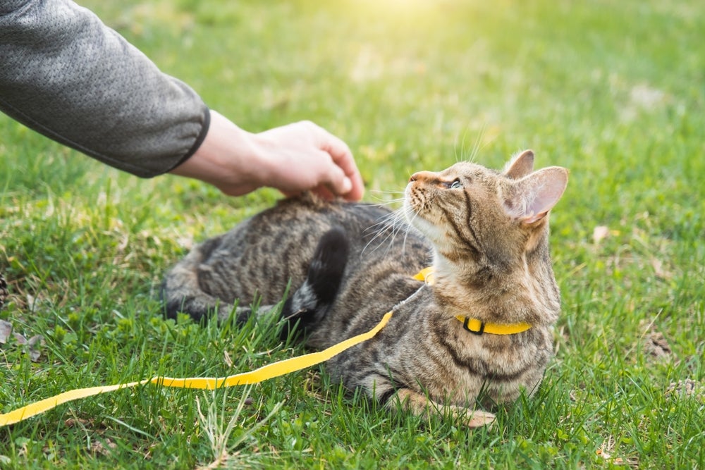A escolha da coleira para gato adequada vai deixar o passeio mais seguro e confortável