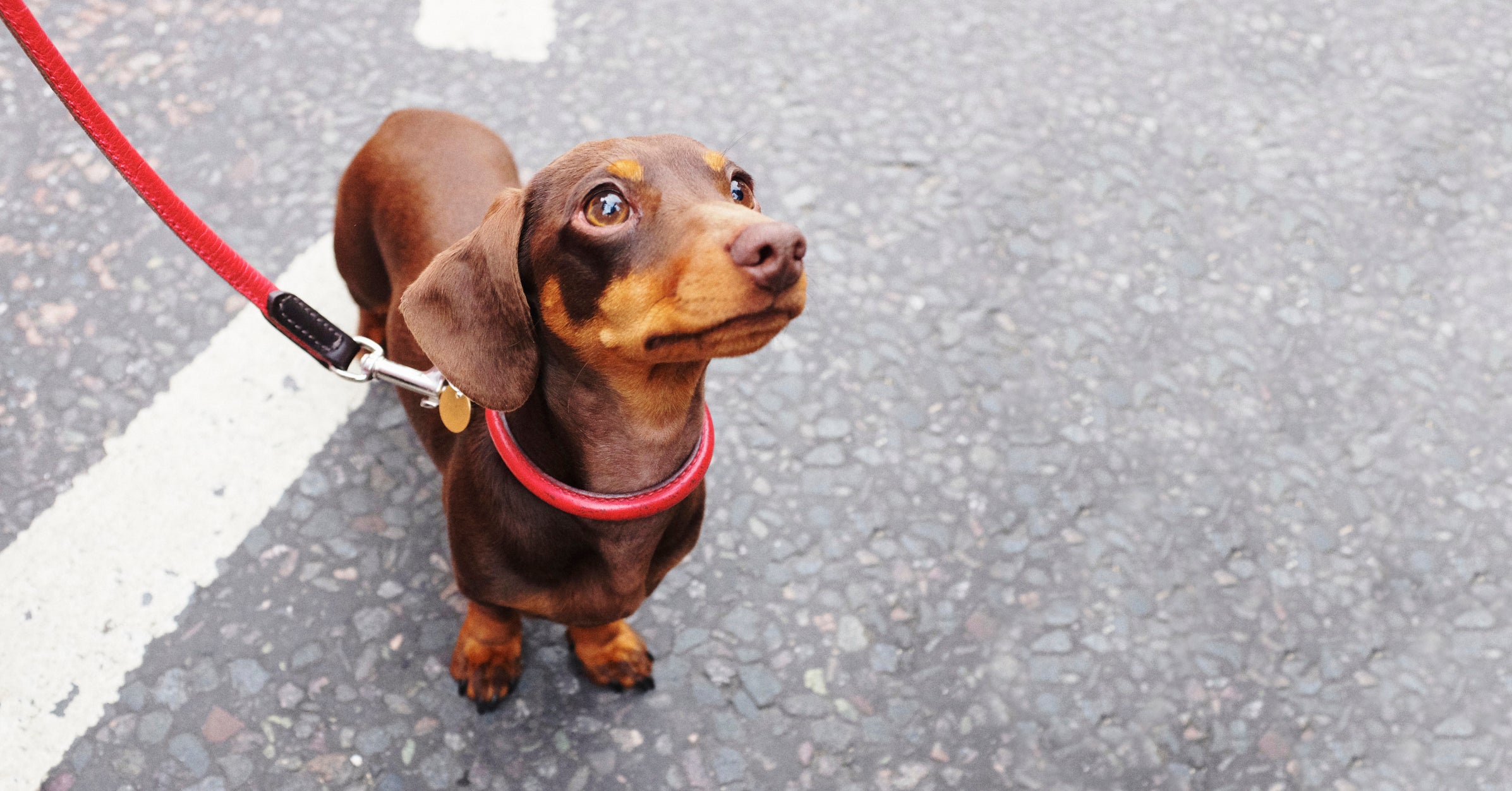 Cachorros pequenos podem fazer passeios mais curtos