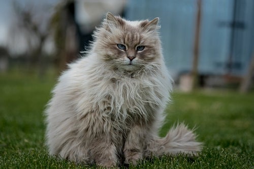 Surpreendentemente, o pelo de gato Siberiano não cai muito pela casa