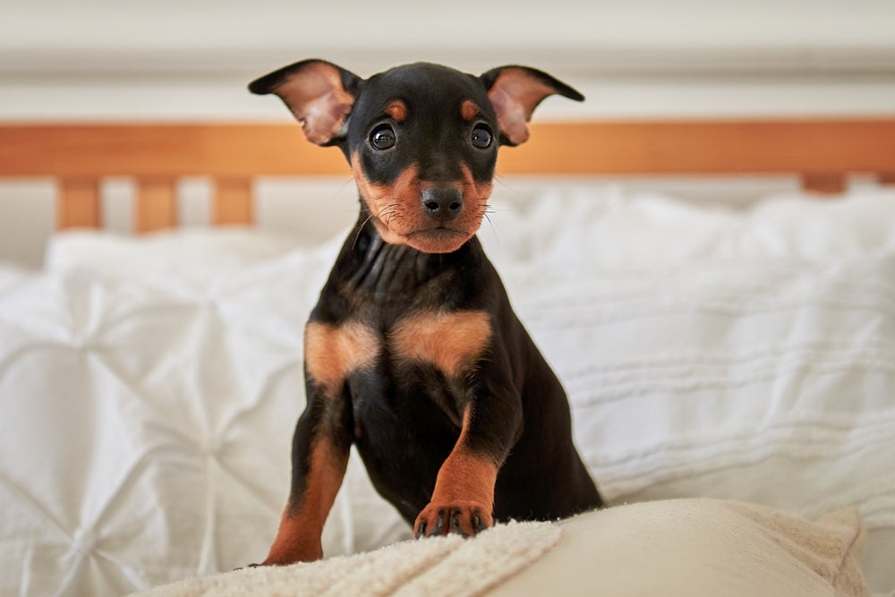 Pinscher preto em cima da cama