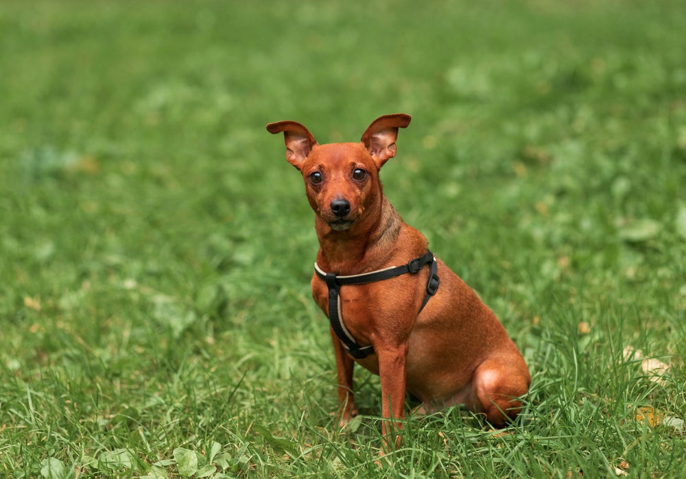 Pinscher caramelo sentado na grama