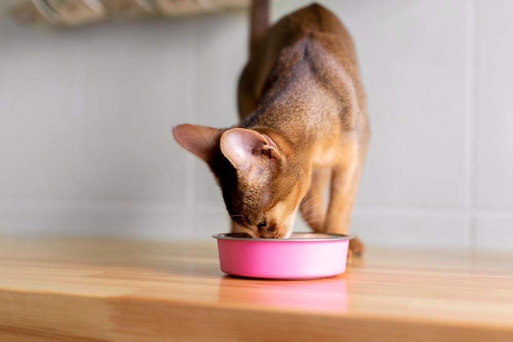 “Meu gato come e não engorda": é importante checar se a ração é adequada para o seu pet