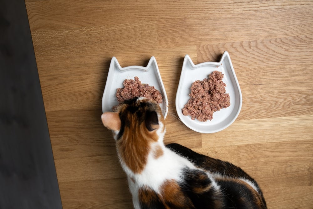 O sachê para gatos pode servir como um complemento nutricional