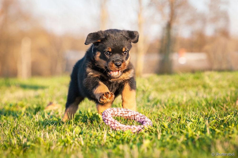 Filhote de Rottweiler correndo ao ar livre