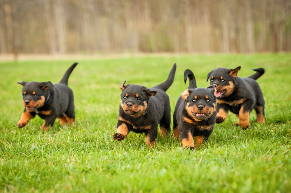 Quatro filhotes de Rottweiler correndo e brincando