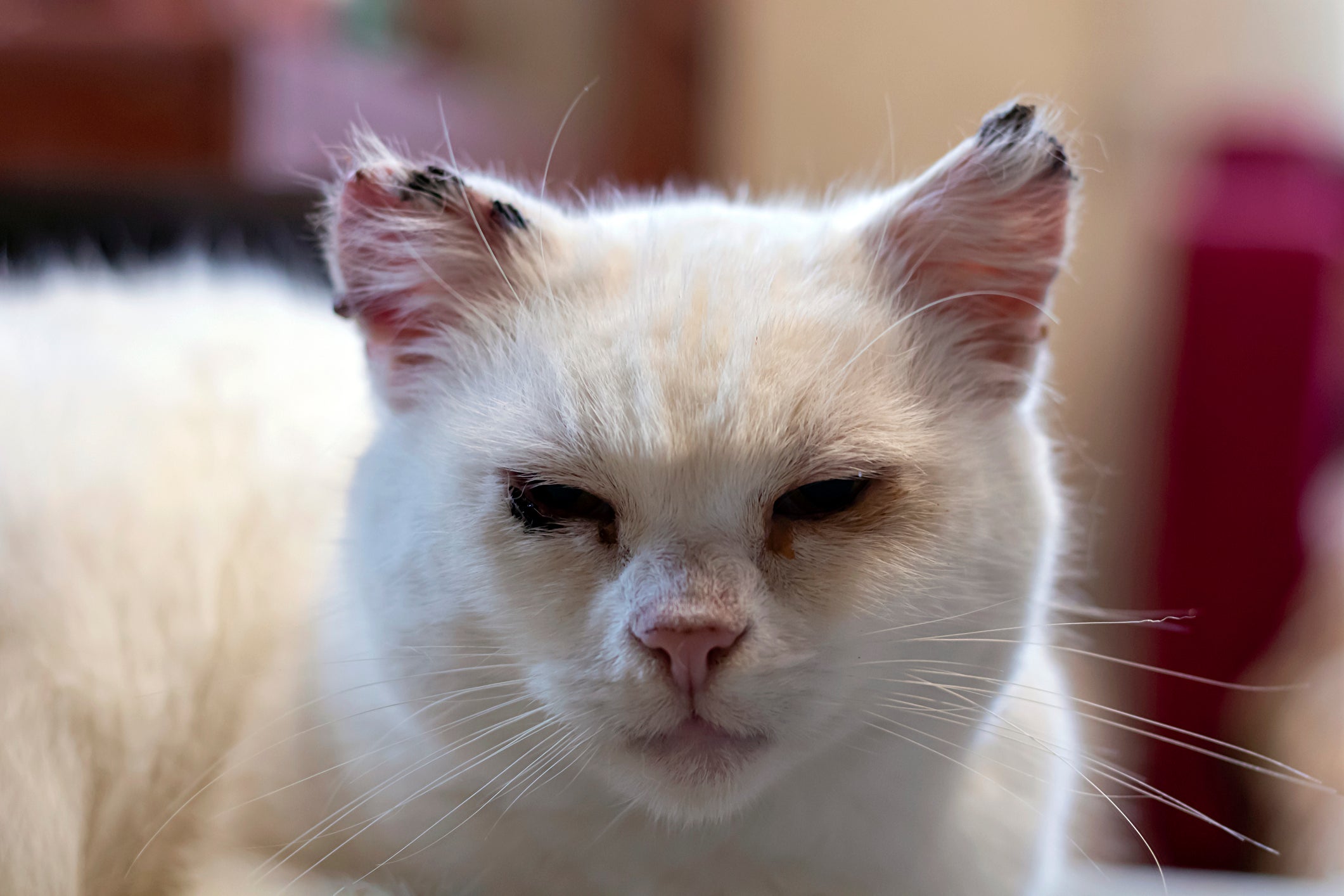 A sarna otodécica em gatos pode se apresentar com crostas escuras na orelha do bichano 
