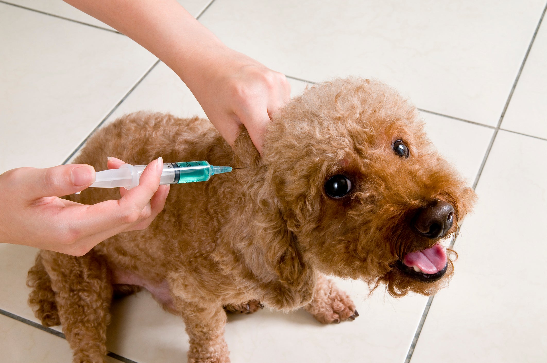 Zoonose: A vacina de raiva faz parte da lista de imunizações obrigatórias para cães e gatos