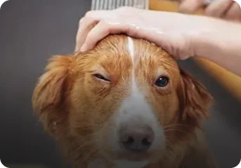 Imagem de um cachorro marrom sendo lavado por uma pessoa. O cão está piscando e parece relaxado.
