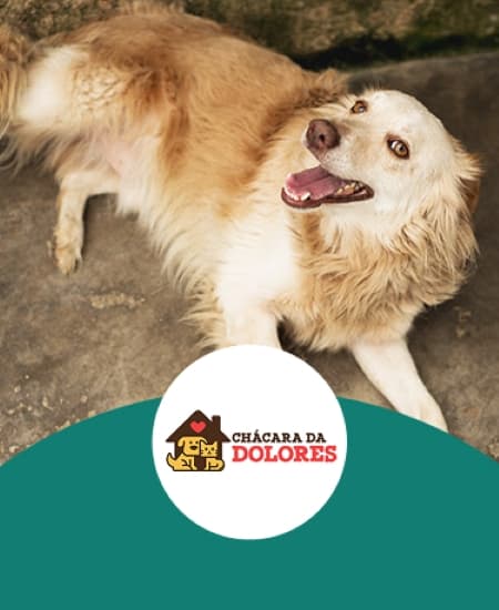 Banner ONG Chácara da Dolores