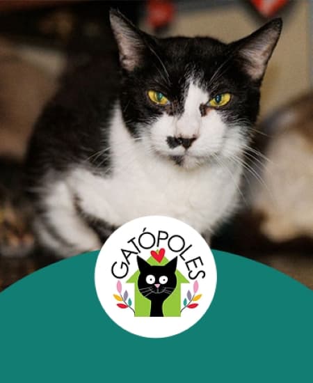 Banner ONG Gatopoles